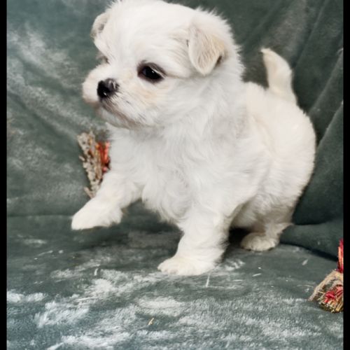 Bingo, superbe mâle bichon maltais nain lof #1