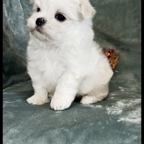 Bingo, superbe mâle bichon maltais nain lof #0
