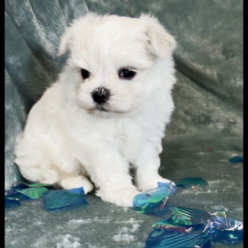 Bingo, superbe mâle bichon maltais nain lof #3