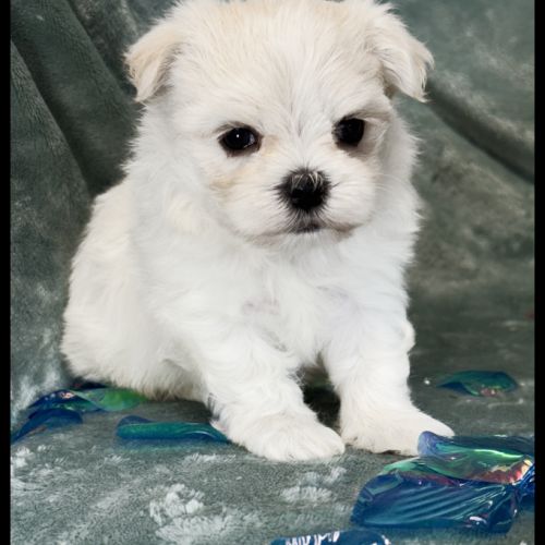 Bingo, superbe mâle bichon maltais nain lof #4