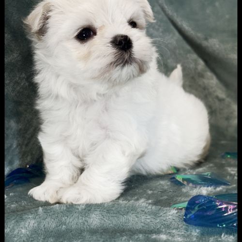 Bingo, superbe mâle bichon maltais nain lof #5