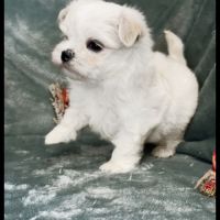 Bingo, superbe mâle bichon maltais nain lof #1