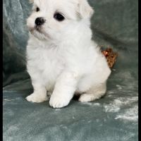 Bingo, superbe mâle bichon maltais nain lof