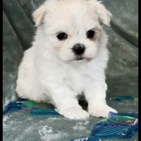 Bingo, superbe mâle bichon maltais nain lof #4
