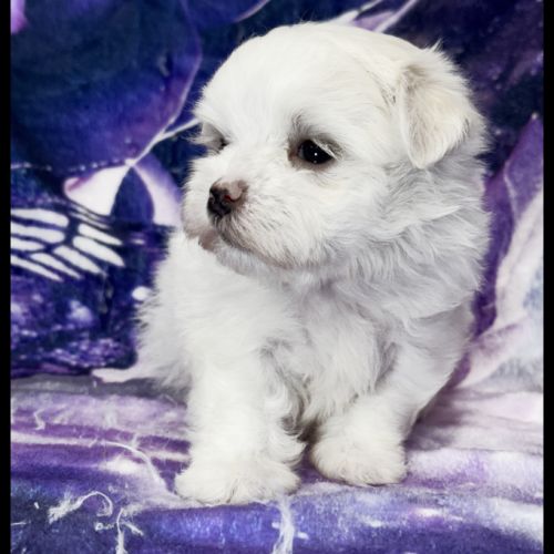 Beverly, superbe femelle bichon maltais nain lof #1