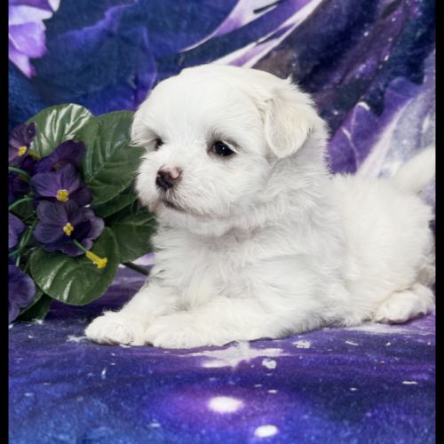 Beverly, superbe femelle bichon maltais nain lof #5