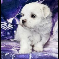 Beverly, superbe femelle bichon maltais nain lof #1