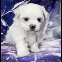 Beverly, superbe femelle bichon maltais nain lof #2