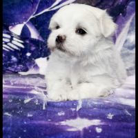 Beverly, superbe femelle bichon maltais nain lof