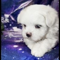 Beverly, superbe femelle bichon maltais nain lof #4