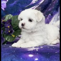 Beverly, superbe femelle bichon maltais nain lof #5