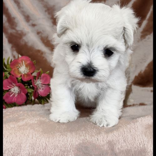 Britney, superbe femelle bichon maltais naine lof #2