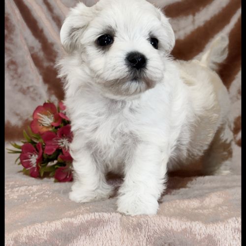 Britney, superbe femelle bichon maltais naine lof #4