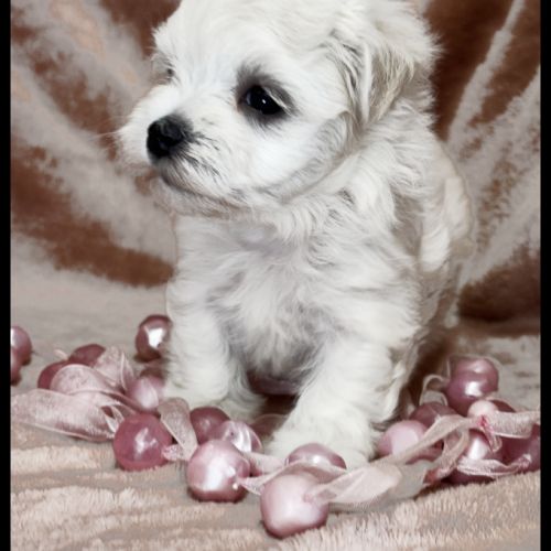 Britney, superbe femelle bichon maltais naine lof #5