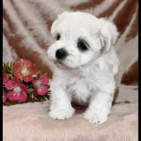 Britney, superbe femelle bichon maltais naine lof #0