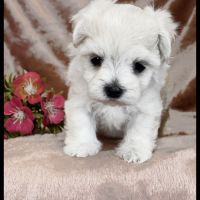 Britney, superbe femelle bichon maltais naine lof #2
