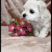 Britney, superbe femelle bichon maltais naine lof #3