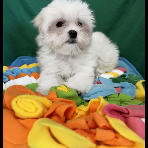 Bombon, superbe mâle bichon maltais, nain, lof #2