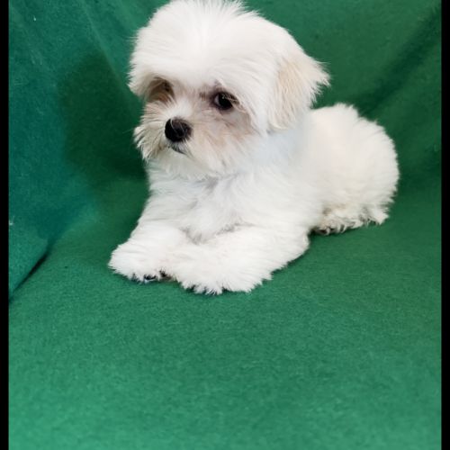 Bombon, superbe mâle bichon maltais, nain, lof