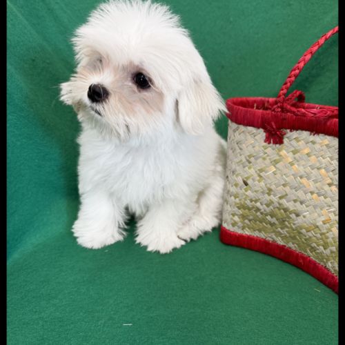 Bombon, superbe mâle bichon maltais, nain, lof #4