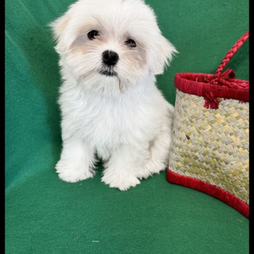 Bombon, superbe mâle bichon maltais, nain, lof #5