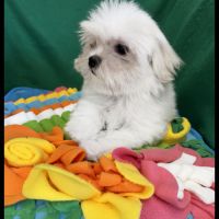 Bombon, superbe mâle bichon maltais, nain, lof #1