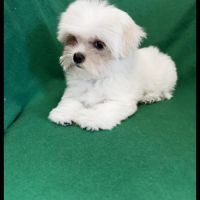Bombon, superbe mâle bichon maltais, nain, lof #0