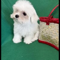 Bombon, superbe mâle bichon maltais, nain, lof #4