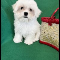 Bombon, superbe mâle bichon maltais, nain, lof #5