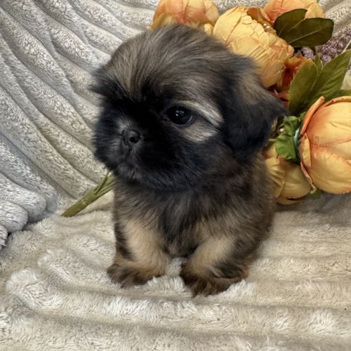 Ben ,superbe mâle type shih tzu fauve uni #1