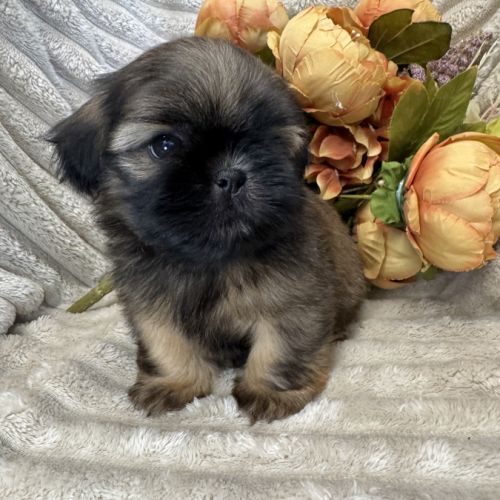 Ben ,superbe mâle type shih tzu fauve uni #0