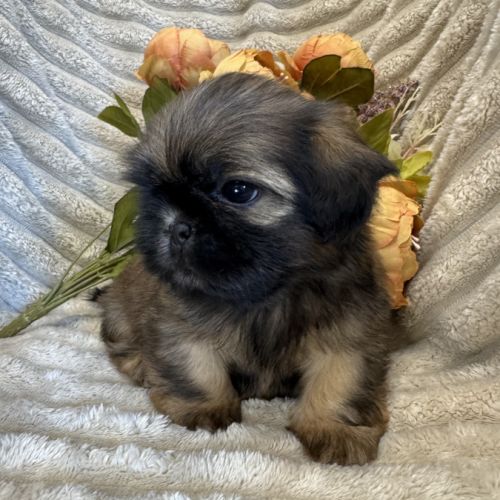 Ben ,superbe mâle type shih tzu fauve uni #3