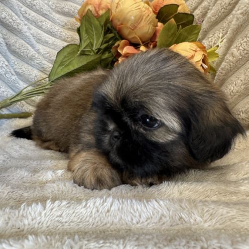Ben ,superbe mâle type shih tzu fauve uni #4