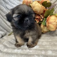 Ben ,superbe mâle type shih tzu fauve uni