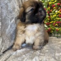 Bob, superbe mâle type shih  tzu fauve uni #1