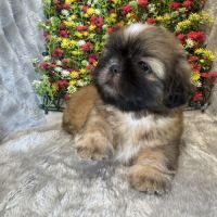 Bob, superbe mâle type shih  tzu fauve uni #2