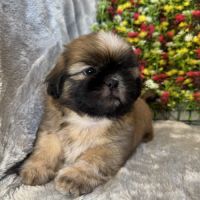 Bob, superbe mâle type shih  tzu fauve uni #3