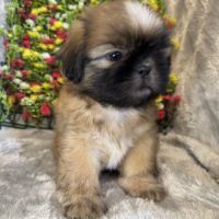 Bob, superbe mâle type shih  tzu fauve uni