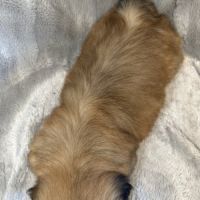 Bob, superbe mâle type shih  tzu fauve uni #5