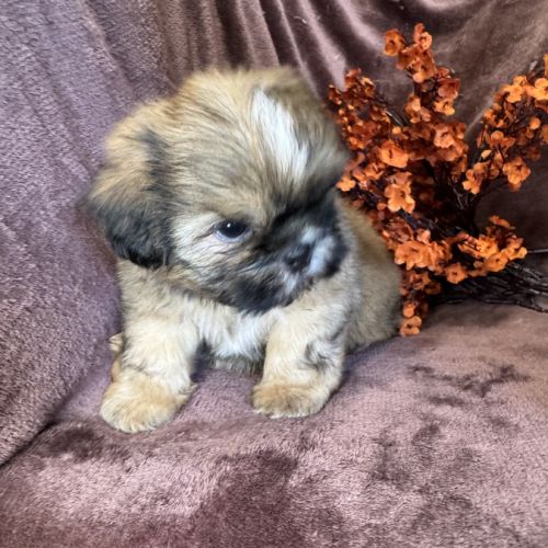 Baloo,superbe mâle type shih tzu fauve uni #1