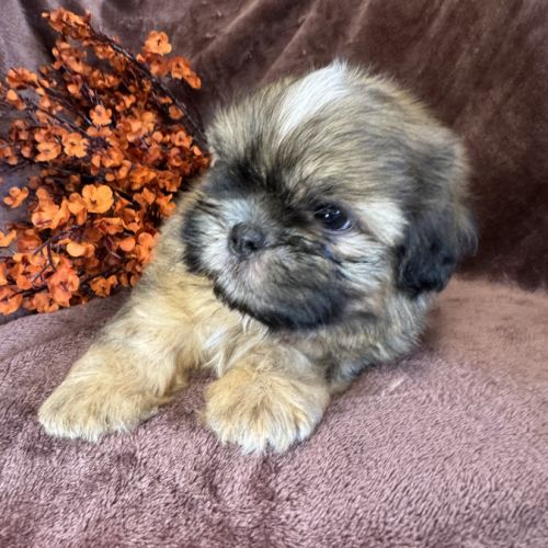 Baloo,superbe mâle type shih tzu fauve uni #2