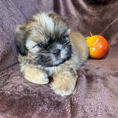 Baloo,superbe mâle type shih tzu fauve uni #4