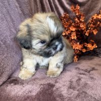 Baloo,superbe mâle type shih tzu fauve uni #1