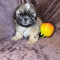 Baloo,superbe mâle type shih tzu fauve uni