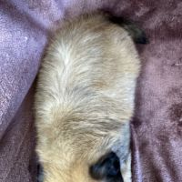 Baloo,superbe mâle type shih tzu fauve uni #5