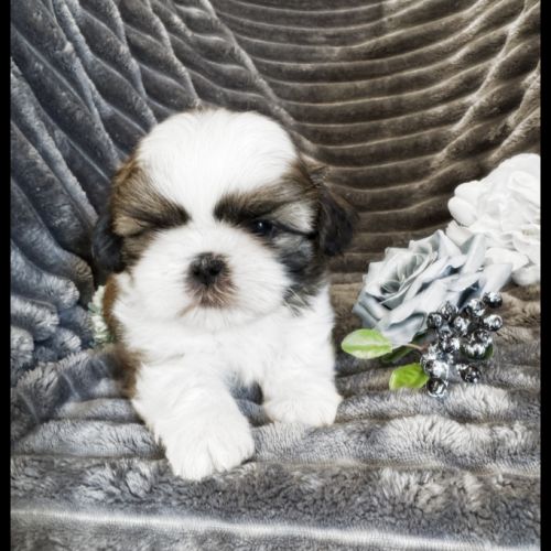 Bandit, superbe mâle type shih tzu #1