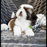 Bandit, superbe mâle type shih tzu #2