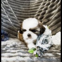 Bandit, superbe mâle type shih tzu #3