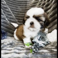 Bandit, superbe mâle type shih tzu #0