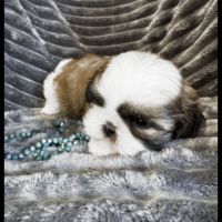 Bandit, superbe mâle type shih tzu #5